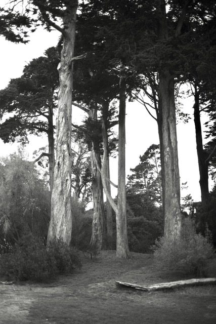 Cypress Grove