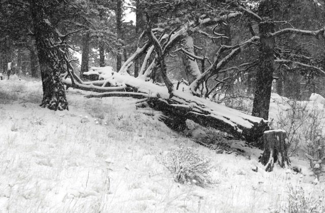 Winter Limbs